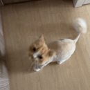 냥이를 사랑하는 멍멍이 이미지