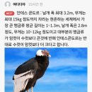 알바트로스 이미지