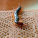 꼬꼬 한마리 이미지