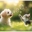 베베동물병원 이미지