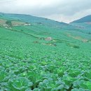 꿈을 심는 회사 이미지