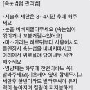 로얄브로우