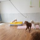 동그라미펫 네이버블로그