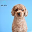 바비 애견샵 이미지