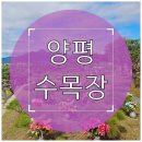 장지자동차정비 | 양평 수목장 분양가 알아보고 현장 방문 예약하는 방법