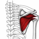 어깨통증·팔저림이 반복된다면? 극하근 Trigger Point 촉진법!!! 이미지
