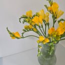 차 향기 | 후리지아 2일차 개화 후기｜노란 프리지아 향기, 물올림, 관리법까지 정리