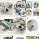 더 예쁘개 이미지