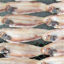 군산 참박대 수산 이미지