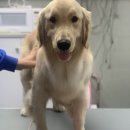 다정하개 이미지