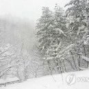 언별1리 이미지