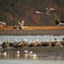 두루미로 이미지