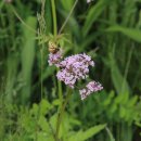 노고단-16 이미지