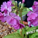 앵초 - 안양시 만안구 만안로 231 | 앵초