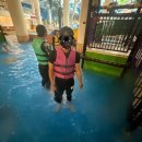 세진유치원 | [11월 일기] 엔시티위시 료, 사쿠야는 앞으로 잘 살일만 남았는데 나는 사람 구실을 못하네