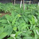 갈마농장 이미지