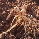 엄마농장 이미지