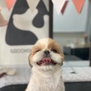 트리멍마마 이미지