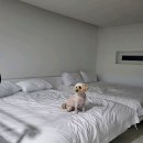보보애견풀빌라 이미지