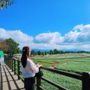 일원농장 | 고창 학원농장 메밀꽃 축제 10월 고창 여행 가볼만한곳 주차