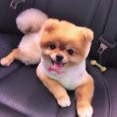 데일리펫 위드독스 이미지