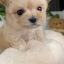 포더독스 강아지 강서 마곡점 이미지