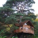 트리하우스 이미지