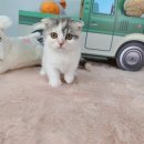 야옹아 멍멍해봐 탕정점 이미지