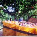 무지개농원 이미지