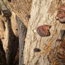 중국산 표고버섯 국내산으로 속여 판 농업인 구속 이미지