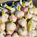 토러스농장 이미지