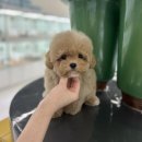 강아지분양 테디럽 이미지