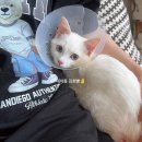 24시 글로리 동물병원 | 고양이 꼬리 단미할뻔?인천 24시동물병원 응급진료 후기와 비추이유