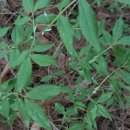 양구개느삼자생지 이미지