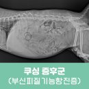 강서하이동물병원 네이버블로그
