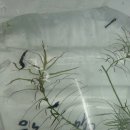 킹콩아쿠아 이미지