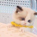 왕발고양이 | 시흥고양이펫샵 왕발고양이 방문 후기!