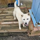 쌍계사 상록수림 이미지