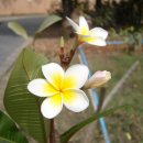 플루메리아 이미지