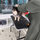 당진애견미용학원