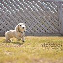 스타독스 이미지