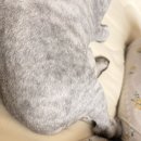 방학천 | 도봉구 고양이 무마취미용 캣컷 | 고양이미용 + 고양이목욕 내돈내산 찐후기~