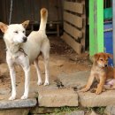 수리농장 이미지