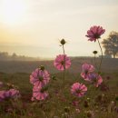 서일목장 이미지