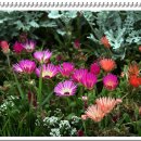 벽초지문화수목원에서 즐기는 꽃의 향연 이미지