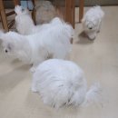 베리하우스 켄넬 이미지