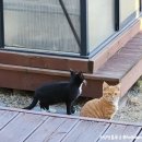스마트펜션 | 경주 메리골드펜션 스마트하우스 숙박 후기