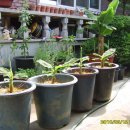 몽키바나나 이미지