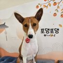 포댕포댕 네이버블로그
