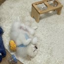 견생식탁 이미지